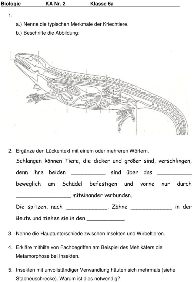 Klassenarbeit zu Insekten