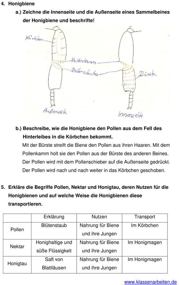 Klassenarbeit Biologie Klasse 5 Gymnasium Wechselwarme Tiere