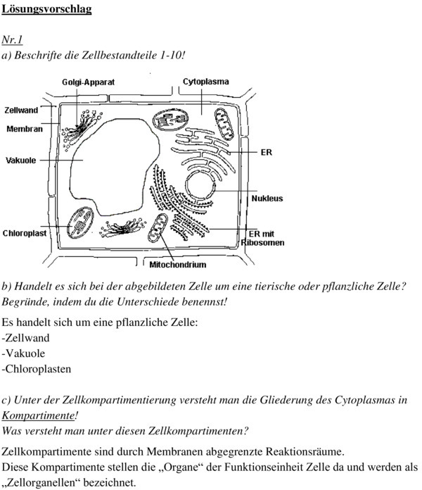 Biologie 11 Klasse Zellbiologie Klausur Klassenarbeit zu Zellbiologie