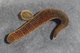 Rollegel (Erpobdella octoculata) mit Kokon