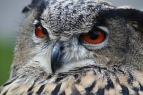 Uhu, Bubo Bubo, Eule, Vogel, Tier