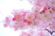 Japanische Zierkirsche, Blüten