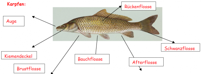 Klassenarbeit zu Lebensraum Teich