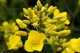 Rapsblüte, Raps, Blüte, Landwirtschaft