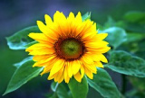 Sonnenblume, Garten, Feld, Gelb, Blüte