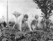 File:Bundesarchiv Bild 183-57429-0001, Nessa, Kartoffelkäferbekämpfung.jpg