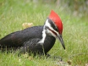 Specht, Vogel, Sitzen, Boden