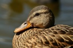 Stockente, Ente, Weibliche Stockente