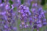 Lavendel, Blau, Sommer