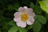 Heckenrose, Hagebutte, Nahaufnahme