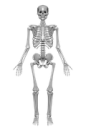 Das Menschliche Skelett, Knochen