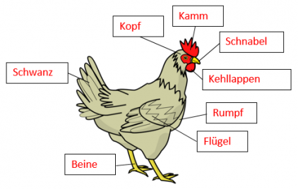 Referat Huhn Grundschule