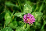 Klee, Trifolium, Wiesenblume