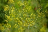 Dill, Grün, Gurkenkraut, Gewürz, Garten