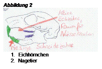 Textfeld: Abbildung 2
1. Eichhörnchen
2. Nagetier