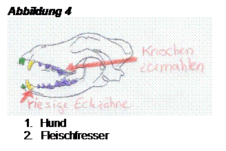 Textfeld: Abbildung 4
1. Hund
2. Fleischfresser